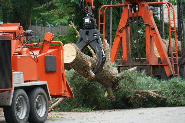 Best Tree Root Removal  in Union City, CA